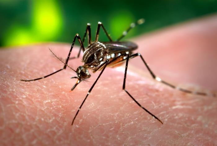  Mais de 20% dos municípios têm risco de surto para dengue