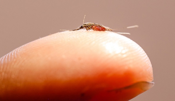  USP cria laboratório para estudo de malária e febre maculosa