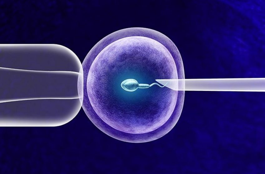  Norma atualiza boas práticas em células, tecidos e embriões