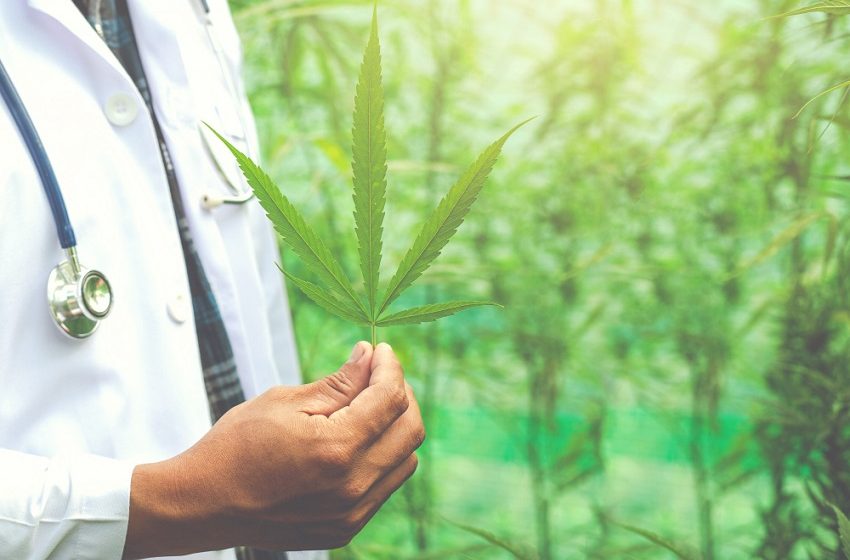  Empresa pretende desburocratizar o acesso à cannabis medicinal