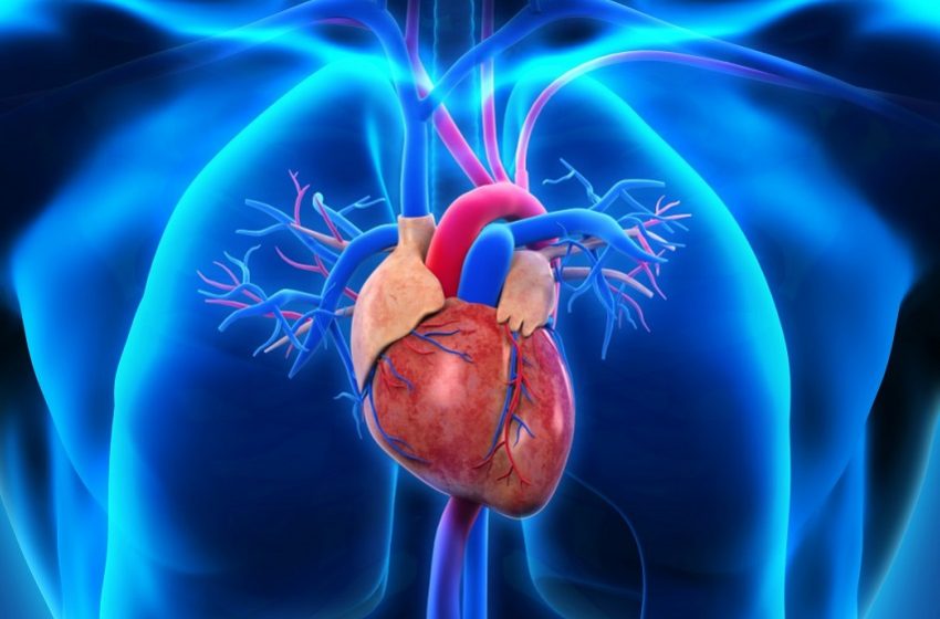  InCor: Transplante de coração suíno em humano pode revolucionar a medicina