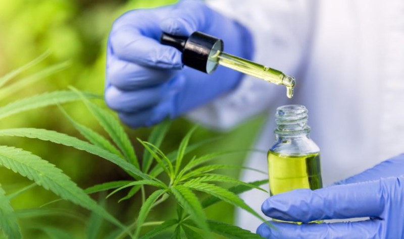  STJ autoriza pacientes a cultivarem cannabis para fins medicinais