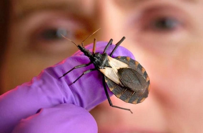  70% dos contaminados pela doença de Chagas não têm diagnóstico