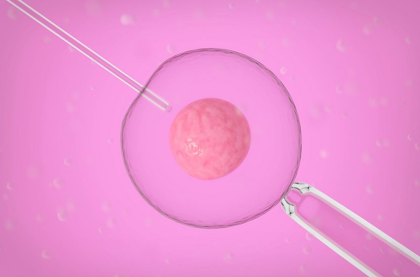  Cientistas criam primeiro embrião sintético a partir de células-tronco de camundongos