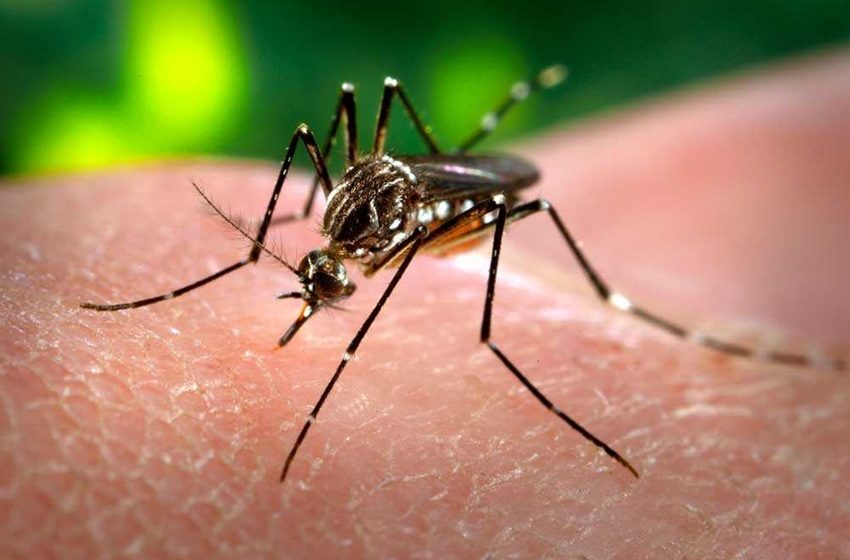  Casos prováveis de dengue se aproximam de 400 mil no país em 2024