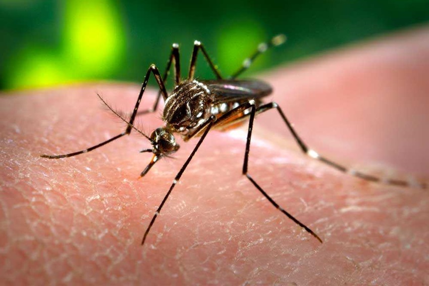 dengue_mosquito.jpg