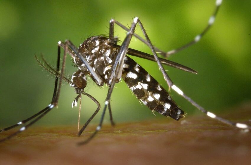  Brasil concentra quase 70% dos casos de dengue da América Latina e Caribe