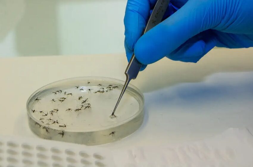  Joinville vai começar a usar bactéria wolbachia no combate à dengue