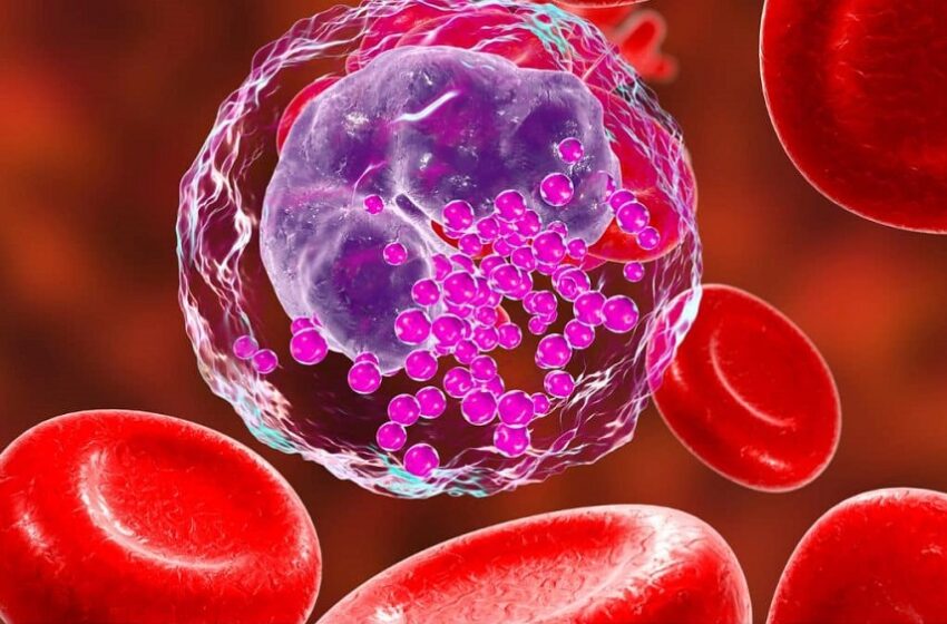  Estudo mapeia novas terapias para leucemia linfocítica crônica