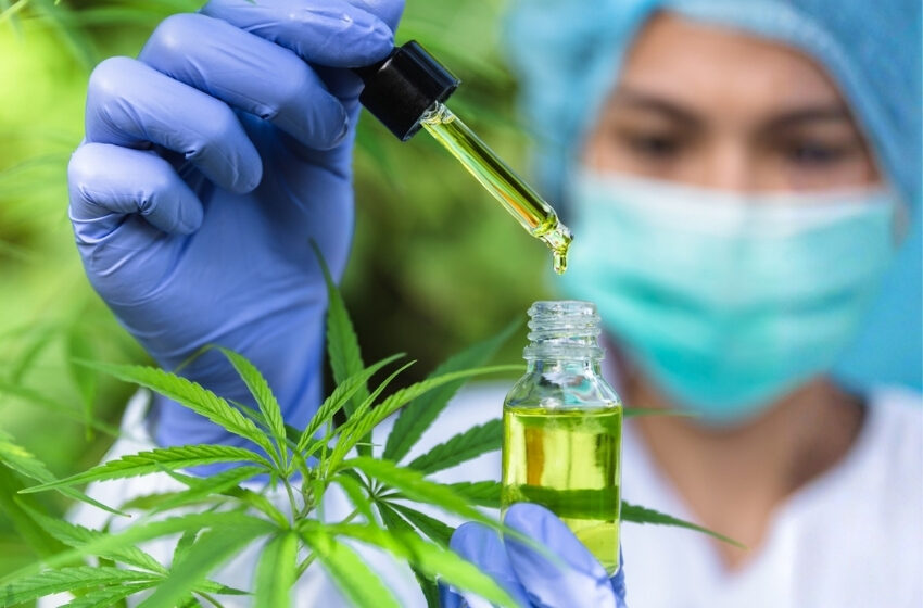 Autorizações para importar cannabis crescem 13,3% de janeiro a agosto