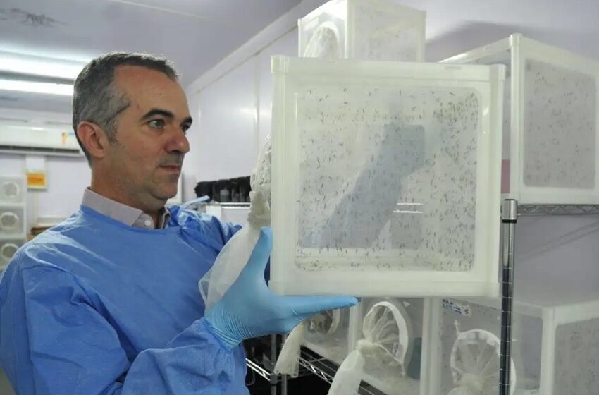  Criador do “Aedes” que bloqueia dengue é eleito pela Nature