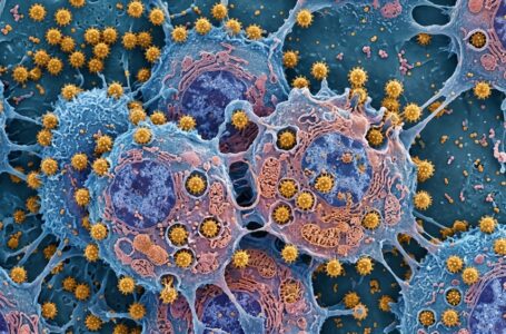 Crédito da imagem: www.medicinasa.com.br (proibida a reprodução sem autorização)