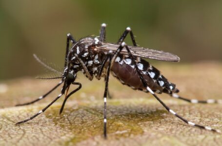 Crédito da imagem: www.medicinasa.com.br (proibida a reprodução sem autorização)